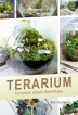 Terarium - Tanaman dalam Botol Kaca